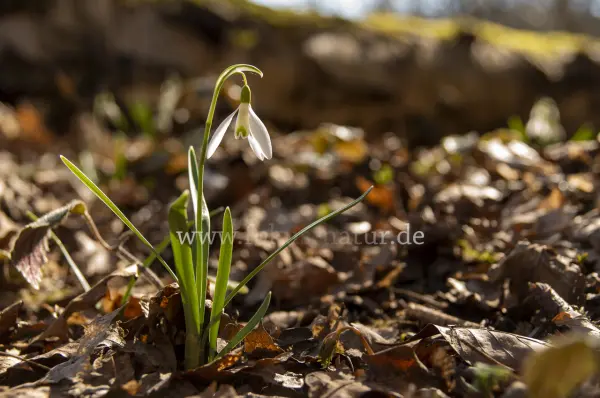Fokus-Natur Bild