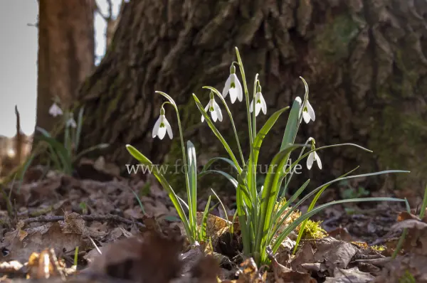 Fokus-Natur Bild