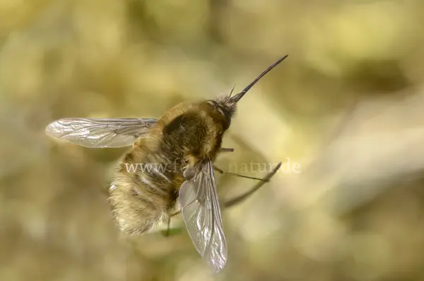 Fokus-Natur Bild