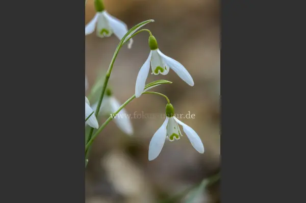 Fokus-Natur Bild