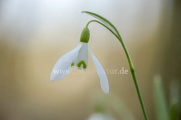 Fokus-Natur Bild