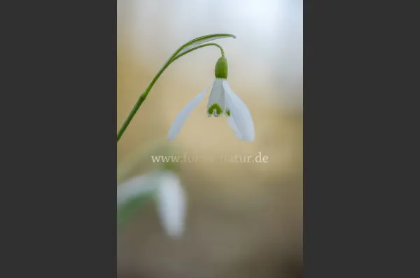 Fokus-Natur Bild