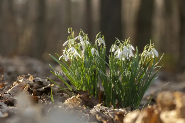 Fokus-Natur Bild
