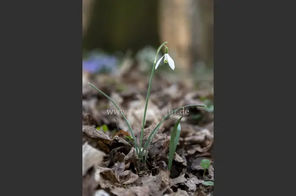 Fokus-Natur Bild