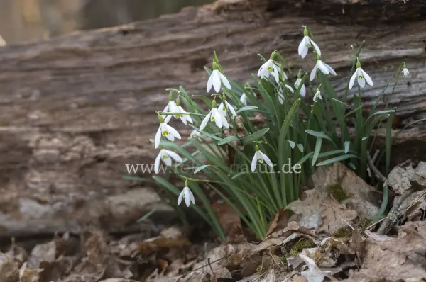 Fokus-Natur Bild