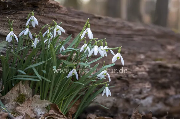 Fokus-Natur Bild