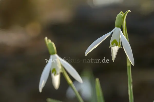 Fokus-Natur Bild