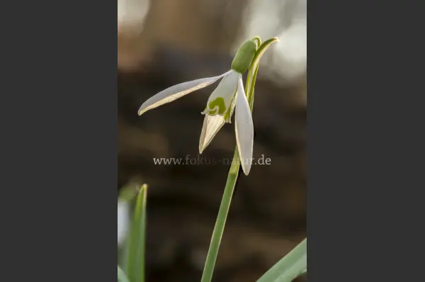 Fokus-Natur Bild