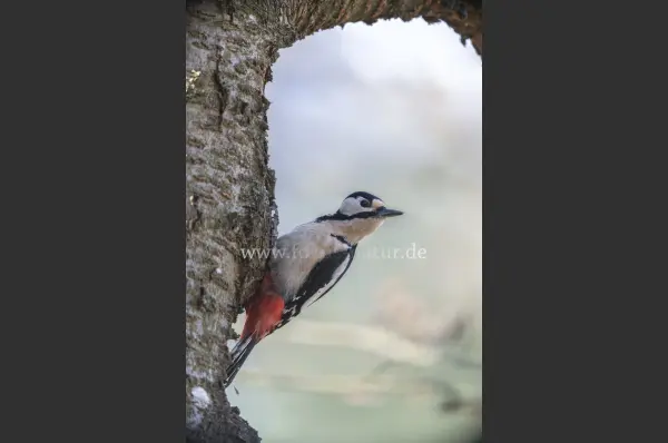 Fokus-Natur Bild