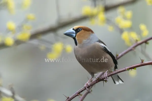 Fokus-Natur Bild