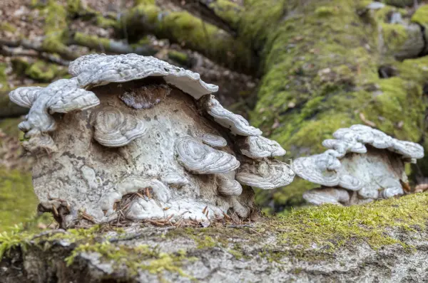 Fokus-Natur Bild