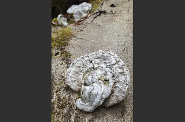 Fokus-Natur Bild
