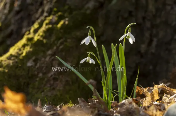 Fokus-Natur Bild