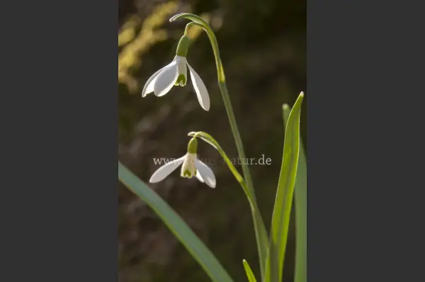 Fokus-Natur Bild