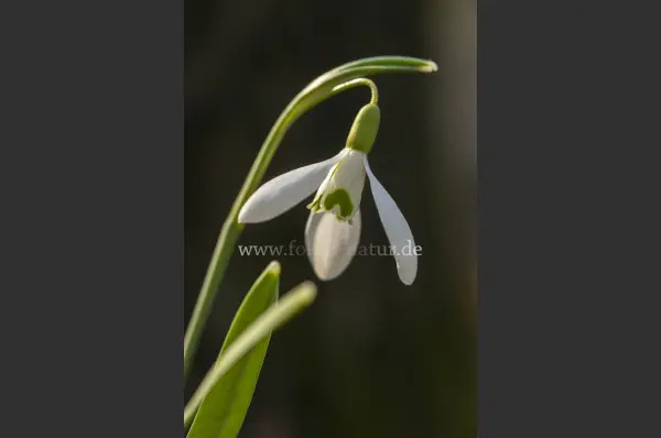 Fokus-Natur Bild