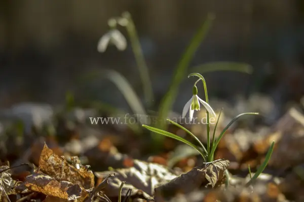 Fokus-Natur Bild