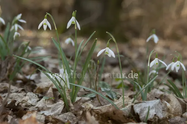 Fokus-Natur Bild