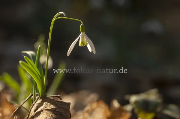 Fokus-Natur Bild