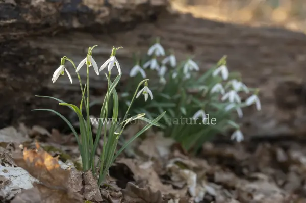 Fokus-Natur Bild