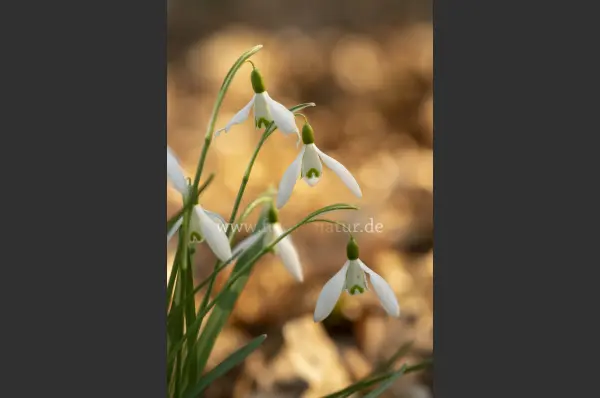 Fokus-Natur Bild