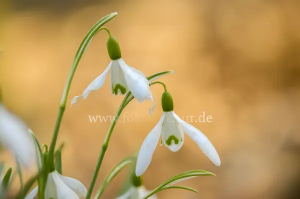 Fokus-Natur Bild