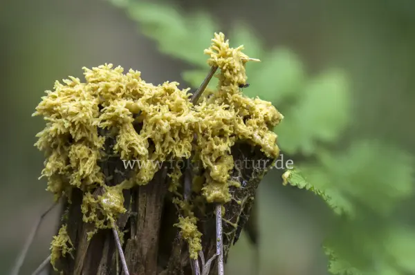 Fokus-Natur Bild