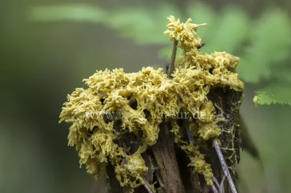 Fokus-Natur Bild