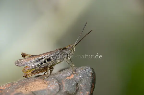 Fokus-Natur Bild