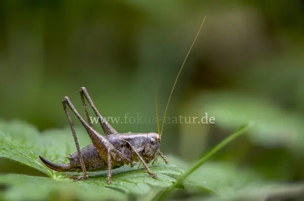 Fokus-Natur Bild