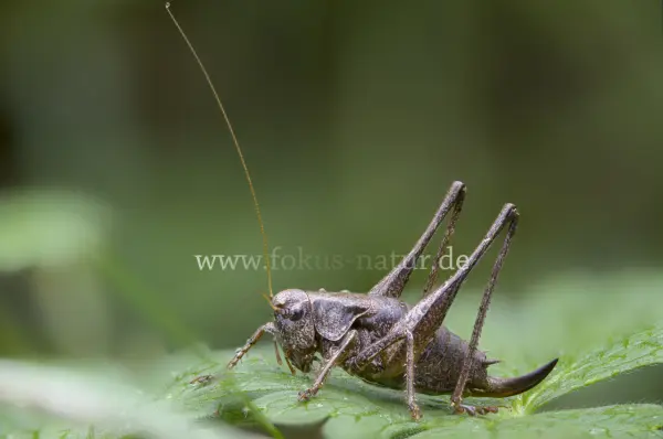 Fokus-Natur Bild
