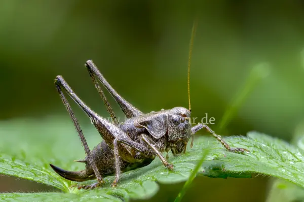 Fokus-Natur Bild