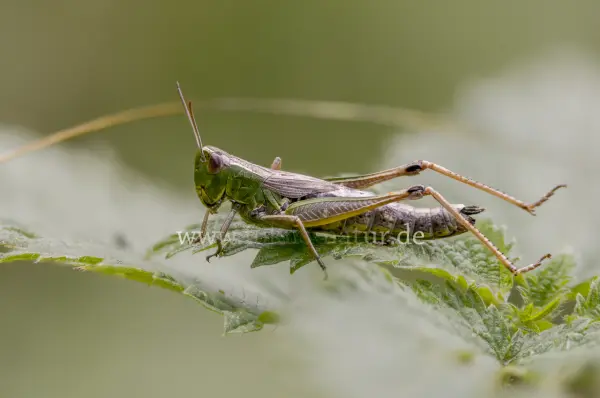 Fokus-Natur Bild