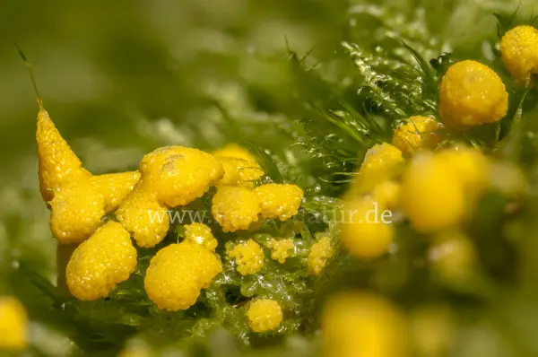 Fokus-Natur Bild