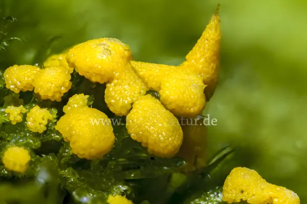 Fokus-Natur Bild