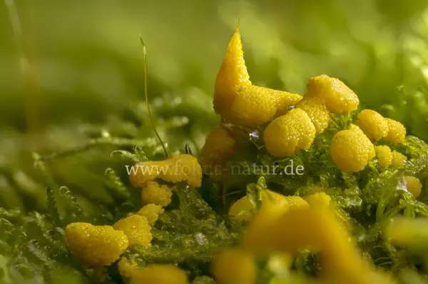 Fokus-Natur Bild