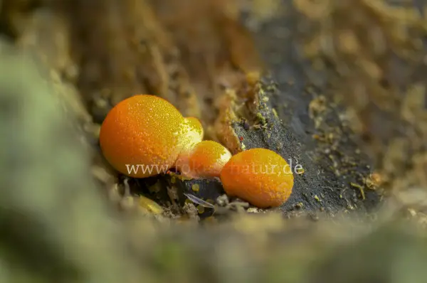 Fokus-Natur Bild
