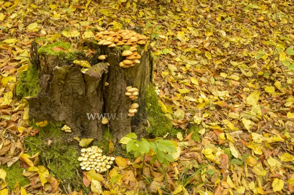 Fokus-Natur Bild