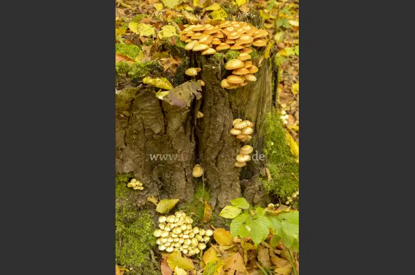 Fokus-Natur Bild