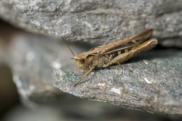 Fokus-Natur Bild