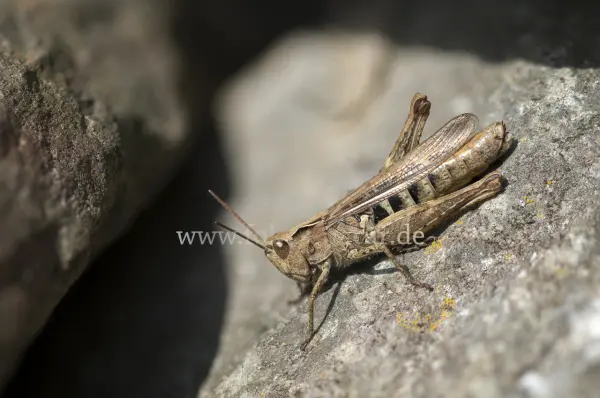 Fokus-Natur Bild