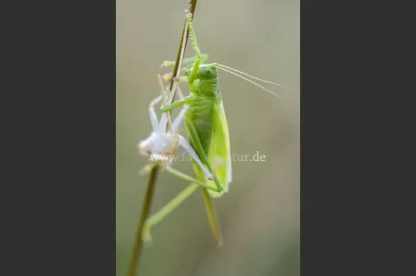 Fokus-Natur Bild