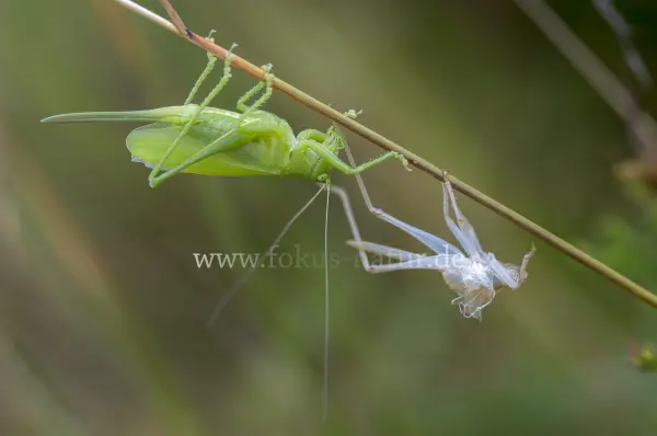 Fokus-Natur Bild