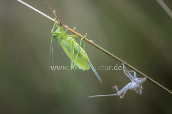 Fokus-Natur Bild