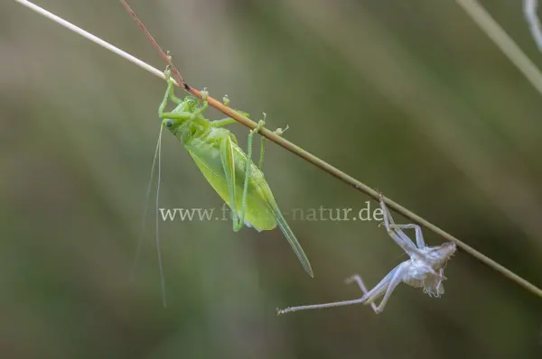 Fokus-Natur Bild