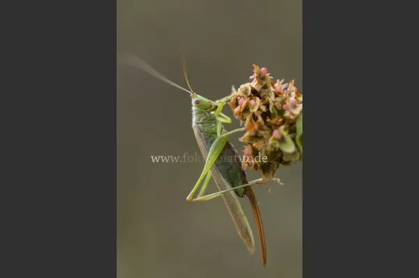 Fokus-Natur Bild