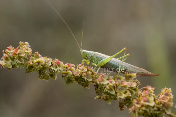 Fokus-Natur Bild