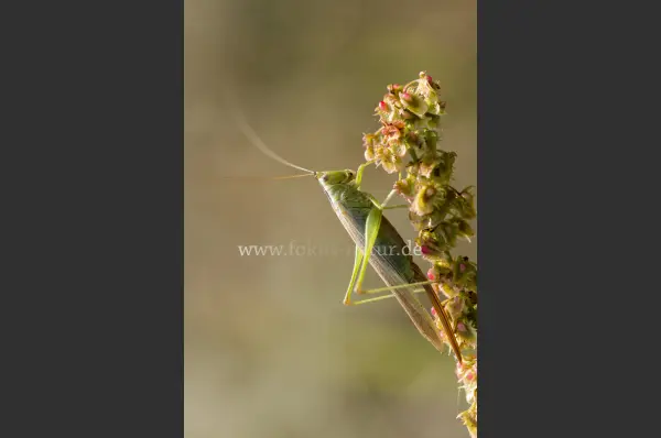Fokus-Natur Bild