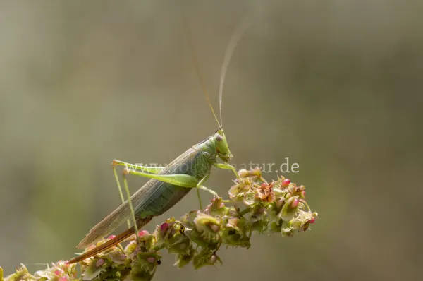 Fokus-Natur Bild