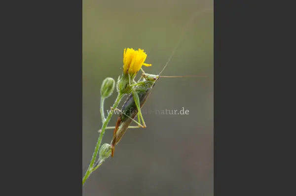 Fokus-Natur Bild