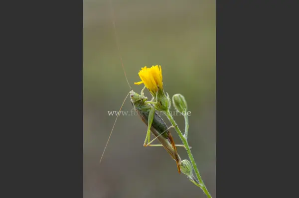 Fokus-Natur Bild